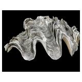 Large ï¿½Giant" Clam Natural History Specimen