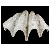 Giant 28 Inch Tridacna Clam Shell