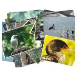 16 Nature Photographs by Chuck Bress