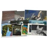 13 Chuck Bress Color Photographs Birds & Animals