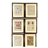 6 British Bird Egg Lithographs, 19th C