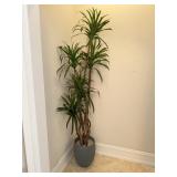 Tall Indoor Plant
