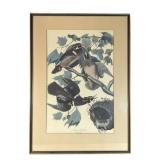 Vtg Audubon ï¿½Summer or Wood Duckï¿½ Print