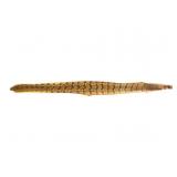 Rattlesnake Skin Without Rattle