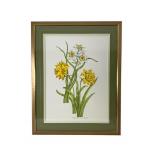 Framed Narcissus Flower Metamorphosis Print