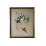 Gould & Hart Scissor Tailed Hummingbird Litho