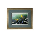 Rob Stein Goldfinch & Chicory Framed Print
