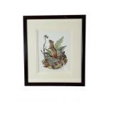 Ned Smith Signed Chipmunk Lithograph 1754/250