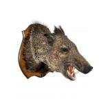 Texas Javelina Taxidermy Wall Mount