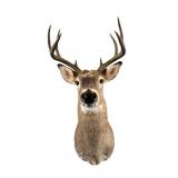 9 Point White Tail Deer Mount 1990