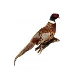 Pennsylvania Ring Neck Pheasant Wall Mount