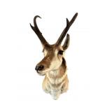 Pronghorn Antelope Wall Mount