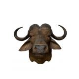 African Cape Buffalo Shoulder Mount