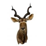 African Lesser Kudu Shoulder Mount