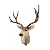 Wall Mounted Mule Deer, Sonora Mexico