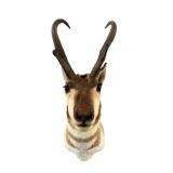 Pronghorn Antelope Taxidermy Mount Wyoming