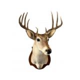 Nine Point Texas Buck Wall Mount