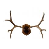 Mule Deer Antler Mount on Plaque