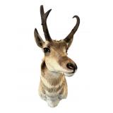 Wyoming Pronghorn Antelope Wall Mount
