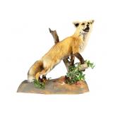 Floor Mount Wyoming Red Fox Taxidermy