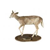 Mounted Piebald Buck Taxidermy