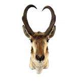 Pronghorn Antelope Wall Mount from Wyoming