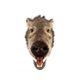 Texas Javelina Wall Mount