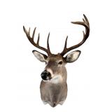 10 Point Alberta White Tail Buck Mount