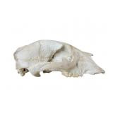 Black Bear Skull, Clinton County PA.