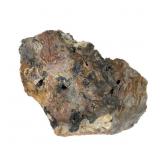 Petrified Wood Specimen