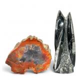 Two Petrified Wood and Orthoceras Specimens