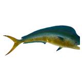 1976 Bull Mahi-Mahi Fiberglass Taxidermy Mount