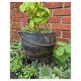 Cast Iron Kettle Garden Planter
