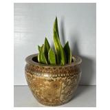 Asian Style Satsuma Planter with Live Plant