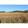 Chancery Court Land Auction 