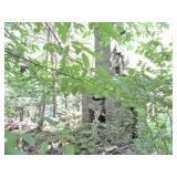 12 Acre Parcel Sackett Creek Rd Nichols, NY