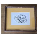 Imperial Harp Shell Etching