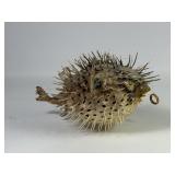 Taxidermy Ocean Porcupine Blow Fish Specimen