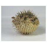 Taxidermy Ocean Porcupine Blow Fish Specimen