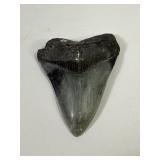 Megalodon Shark Tooth - 4 Inch