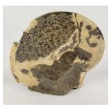 Fossilized Ammonite Marine Shell