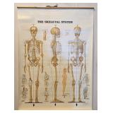The Skeletal System By Peter Bachin