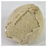 Fossilized Echinoid/ Sea Urchin