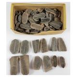 Pecopteris Fern Fossils