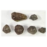 Moroccan Drotops & Flexicalymene Trilobites (6)