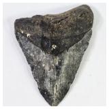 Fossilized Megalodon Shark Tooth