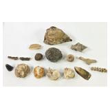 Thunder Egg, Brachiopod, Septarian Nodules +