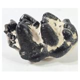 Black Fossilized Mastodon Molar Teeth