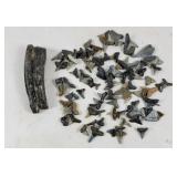 Fossil Shark Teeth & Camel Tooth