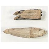 Prehistoric Marine Life Fossilized Teeth